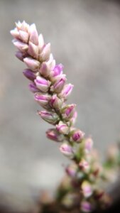 Digera muricata