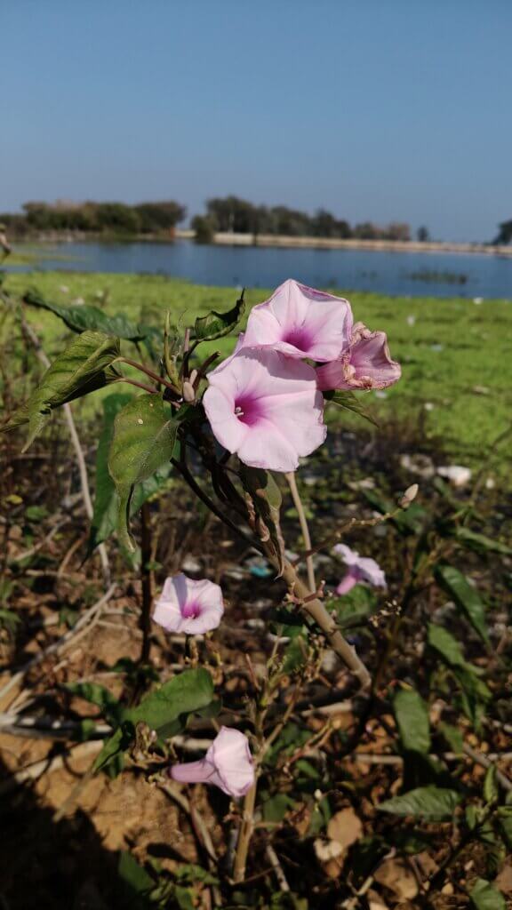 Ipomoea carnea
