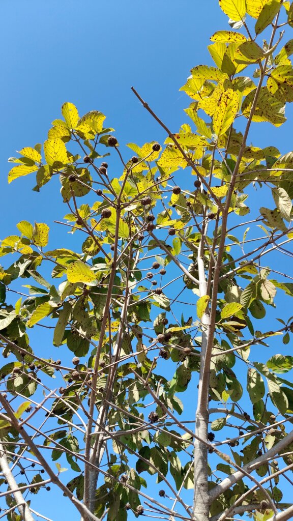 Mitragyna parvifolia