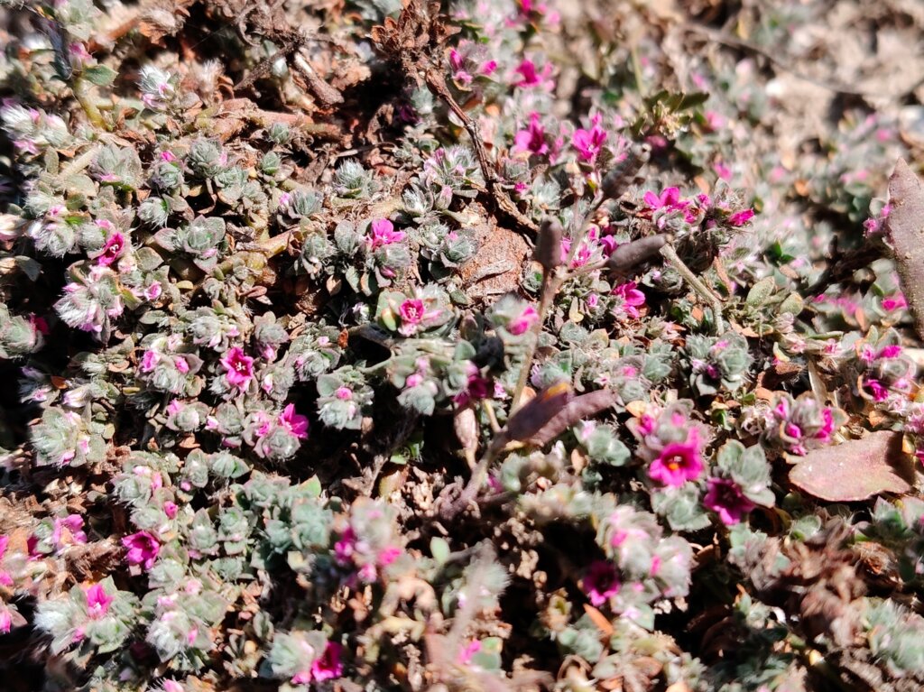 Polygonum plebeium