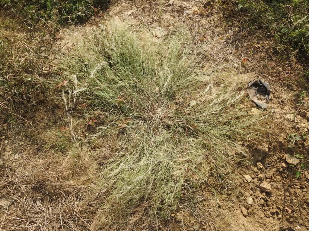 Aristida funiculata Trin. & Rupr.