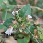 Blepharis maderaspatensis (L.) B.Heyne ex Roth