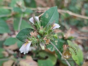 Blepharis maderaspatensis (L.) B.Heyne ex Roth