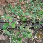 Blepharis maderaspatensis (L.) B.Heyne ex Roth