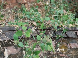 Blepharis maderaspatensis (L.) B.Heyne ex Roth