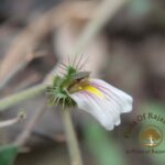 Blepharis maderaspatensis (L.) B.Heyne ex Roth