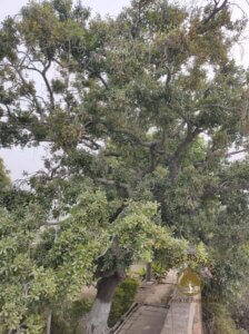 Manilkara hexandra (Roxb.) Dubard