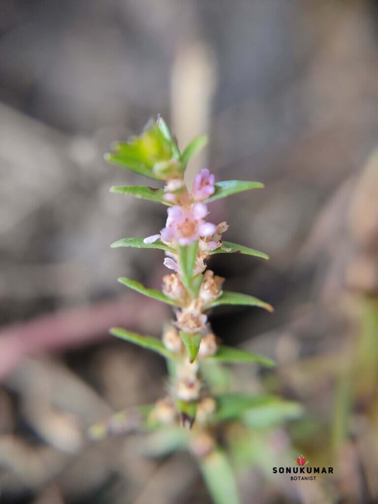 Rotala rosea (Poir.) C.D.K.Cook