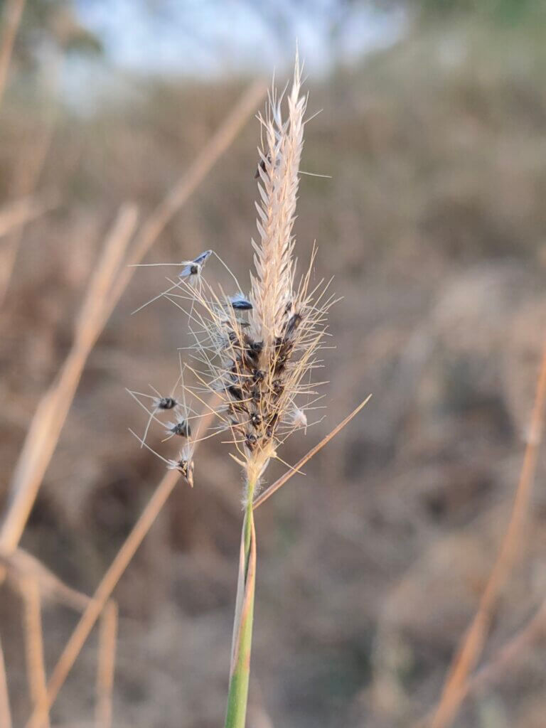 Chloris virgata Sw.