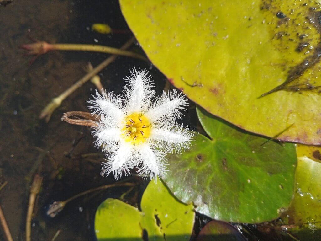 Nymphoides indica