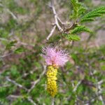 Dichrostachys cinerea