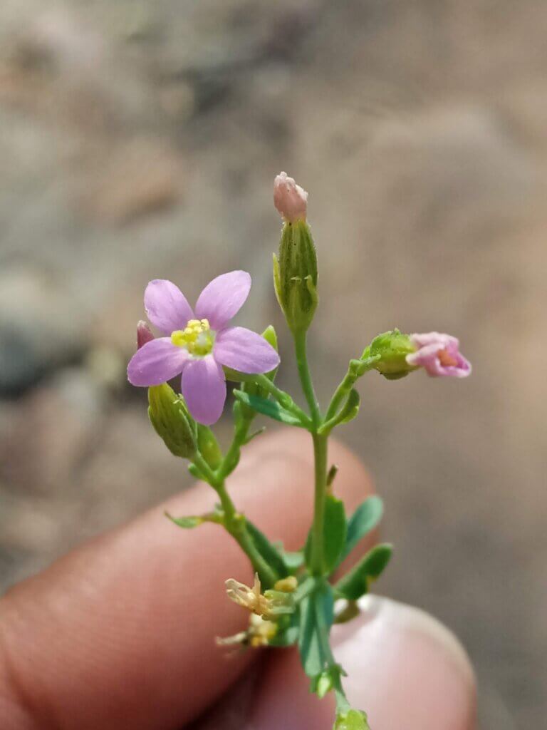 Centaurium pulchellum