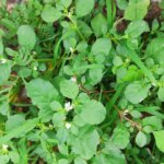 Trianthema portulacastrum L.