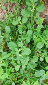 Trianthema portulacastrum L.