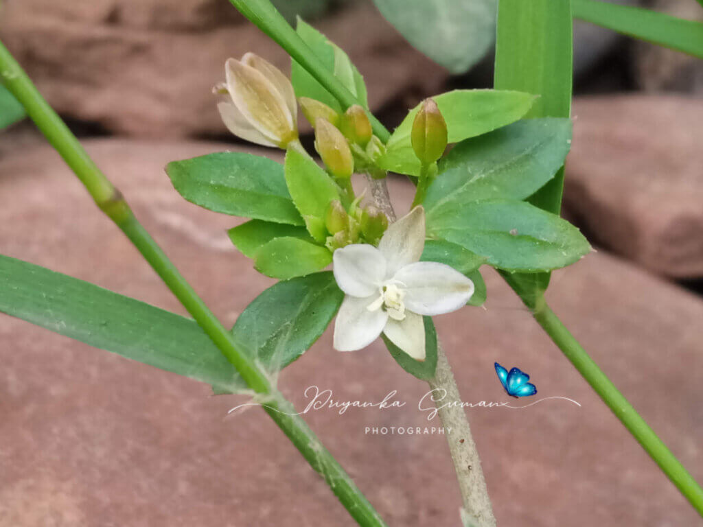Glinus oppositifolius