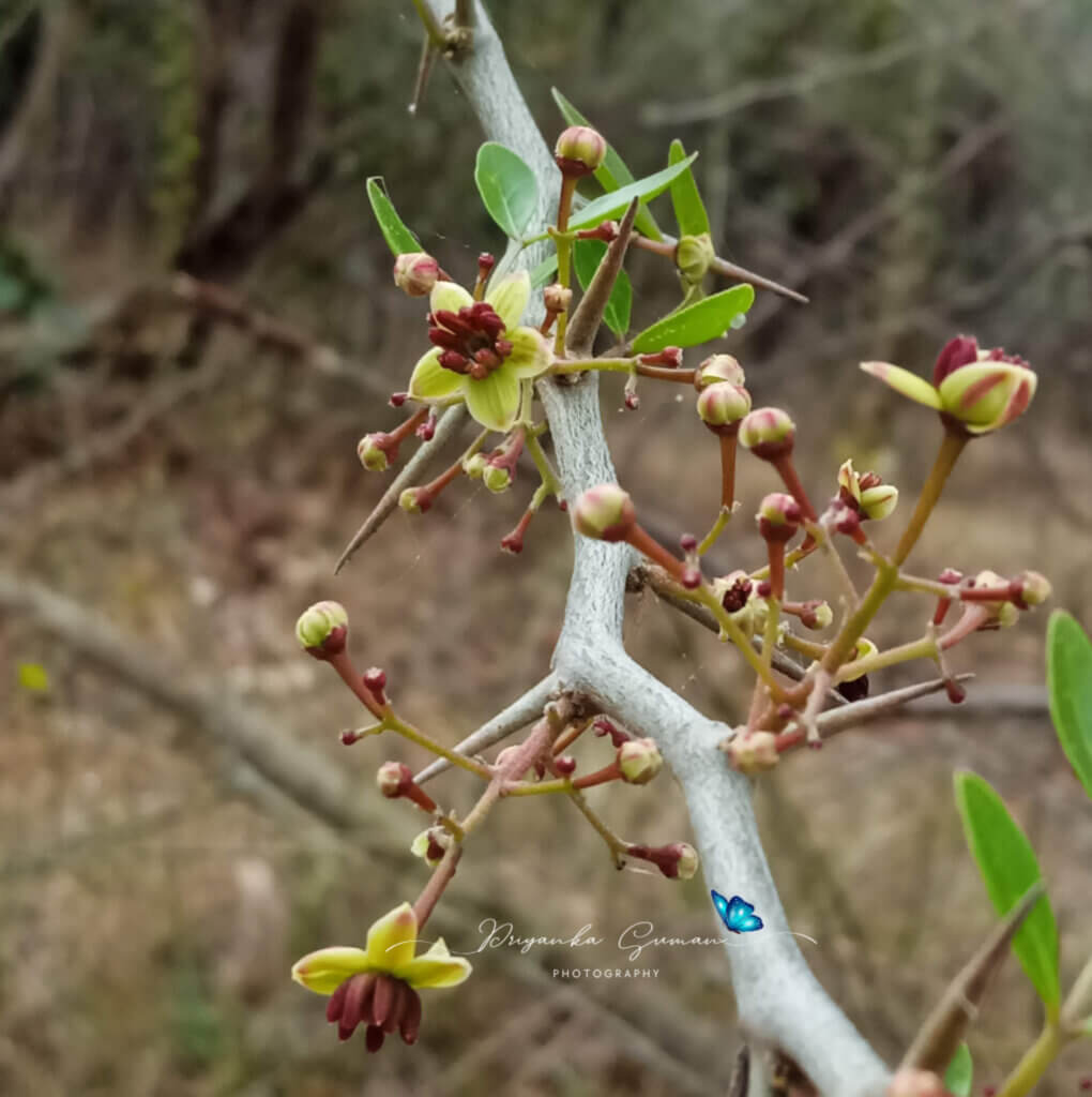 Limonia acidissima
