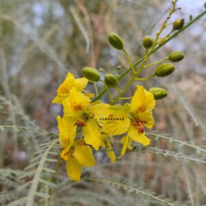 Parkinsonia aculeata L.