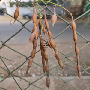 Parkinsonia aculeata L.