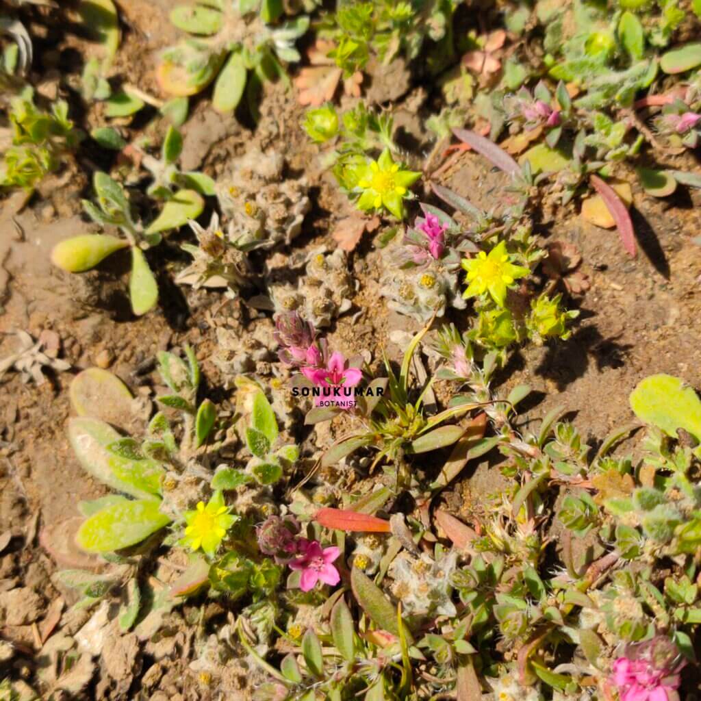Potentilla supina L.
