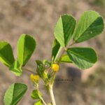 Medicago polymorpha L.