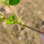 Medicago polymorpha L.