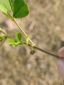 Medicago polymorpha L.