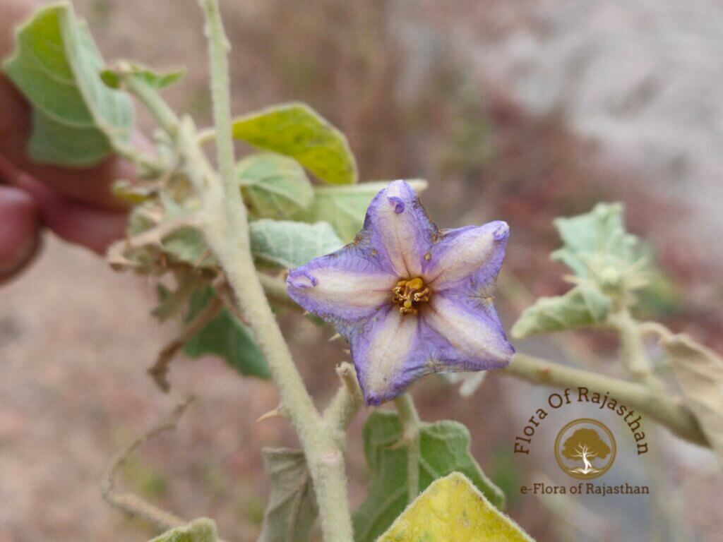 Solanum incanum L.