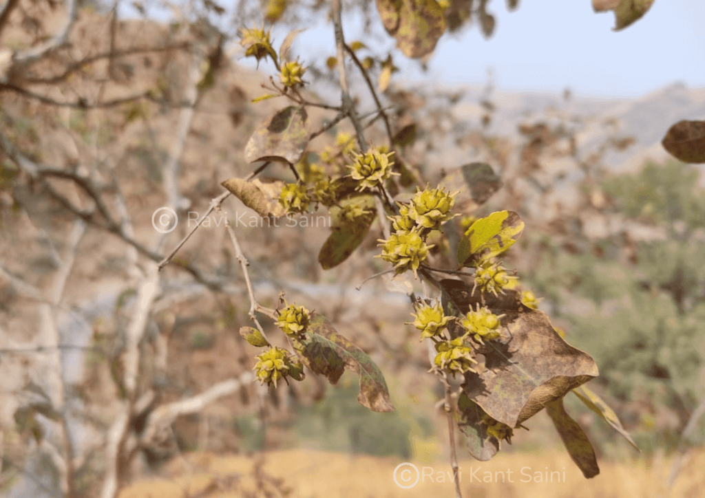Terminalia anogeissiana Gere & Boatwr.