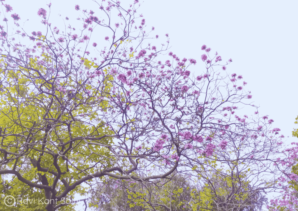 Handroanthus impetiginosus (Mart. ex DC.) Mattos.