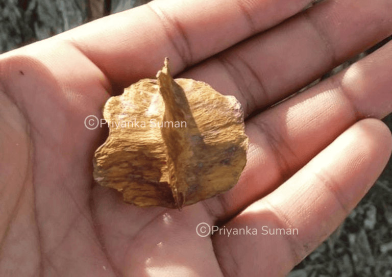 Attached Image