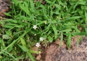 Paramollugo nudicaulis (Lam.) Thulin
