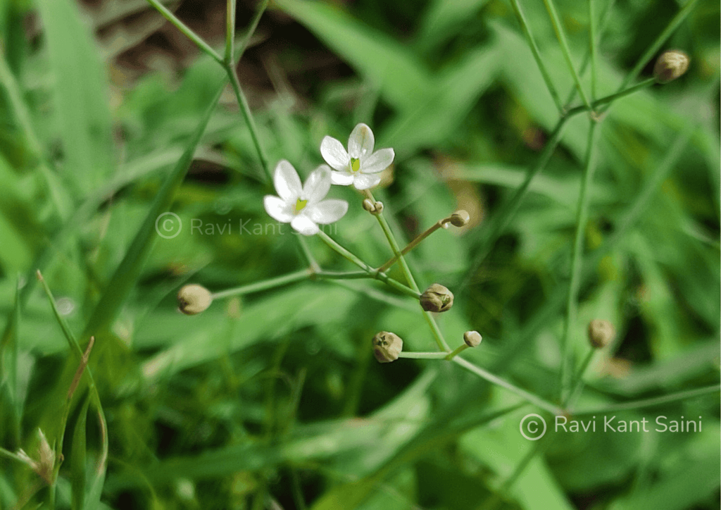 Paramollugo nudicaulis (Lam.) Thulin