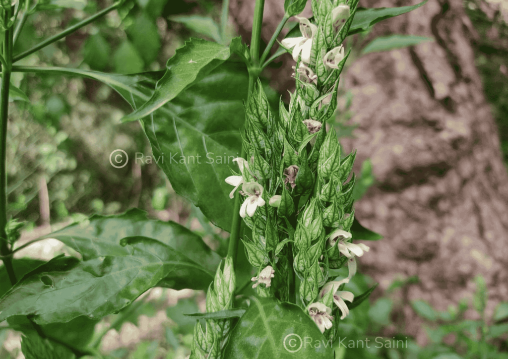 Nicoteba betonica (L.) Lindau