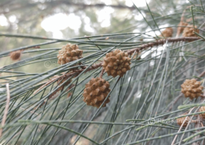 Casuarina equisetifolia L.