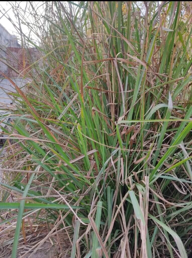 Cymbopogon citratus (DC.) Stapf