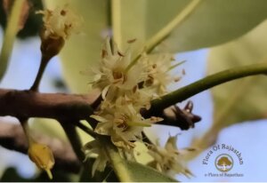 Manilkara hexandra (Roxb.) Dubard