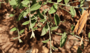 Evolvulus alsinoides (L.) L.