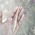 Asparagus racemosus Willd.