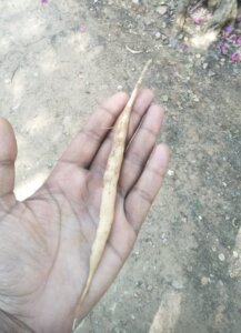 Asparagus racemosus Willd.