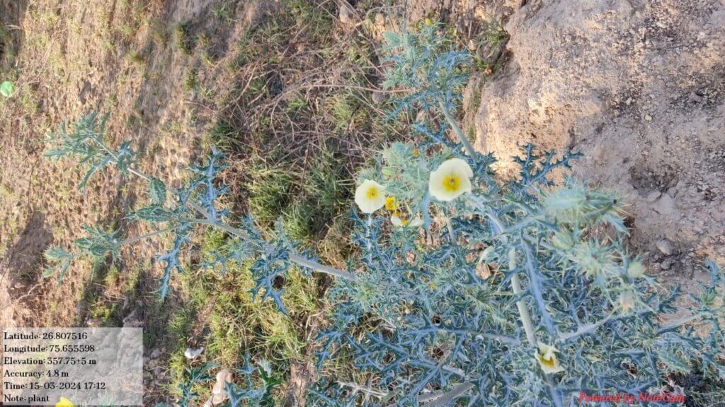 Argemone ochroleuca Sweet