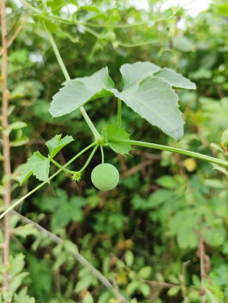 Blastania cerasiformis ( Stocks) A. Meeuse