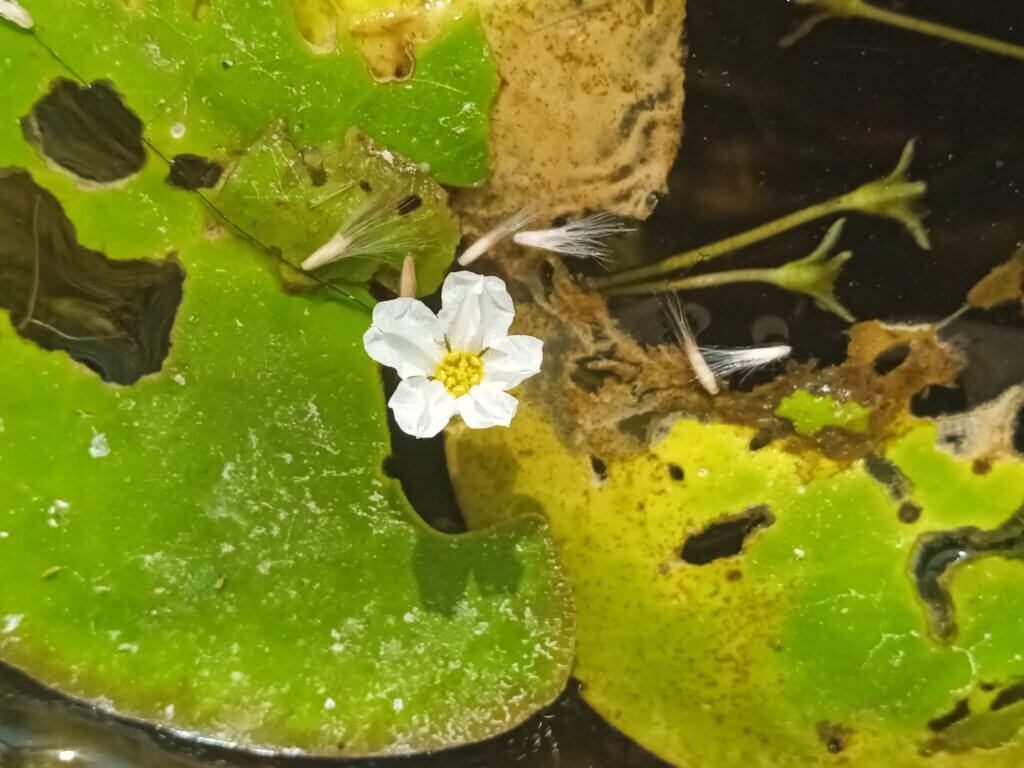 Nymphoides hydrophyllum (Lour.) Kuntze