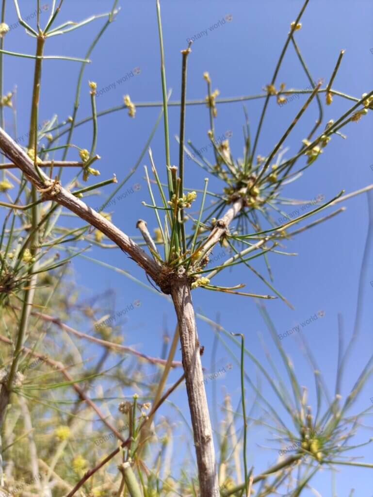 Ephedra foliata Boiss. ex C.A.Mey.