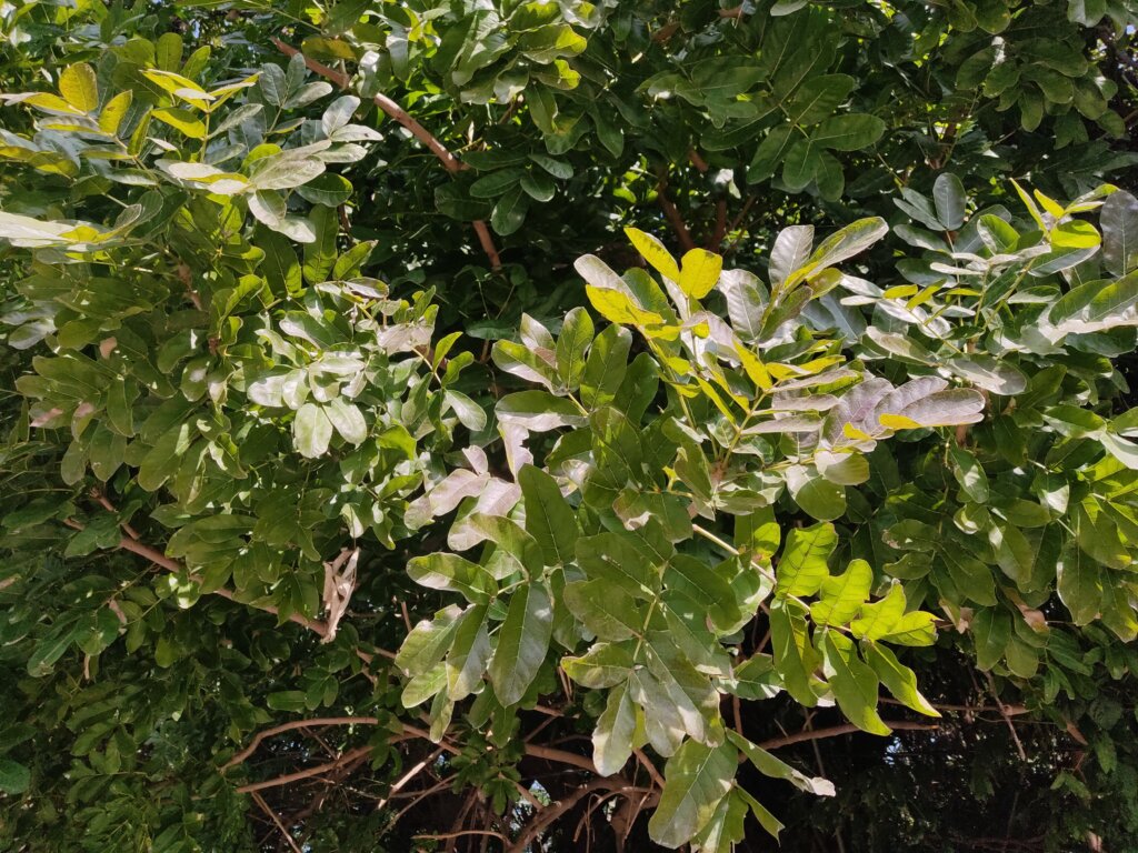 Kigelia africana (Lam.) Benth.