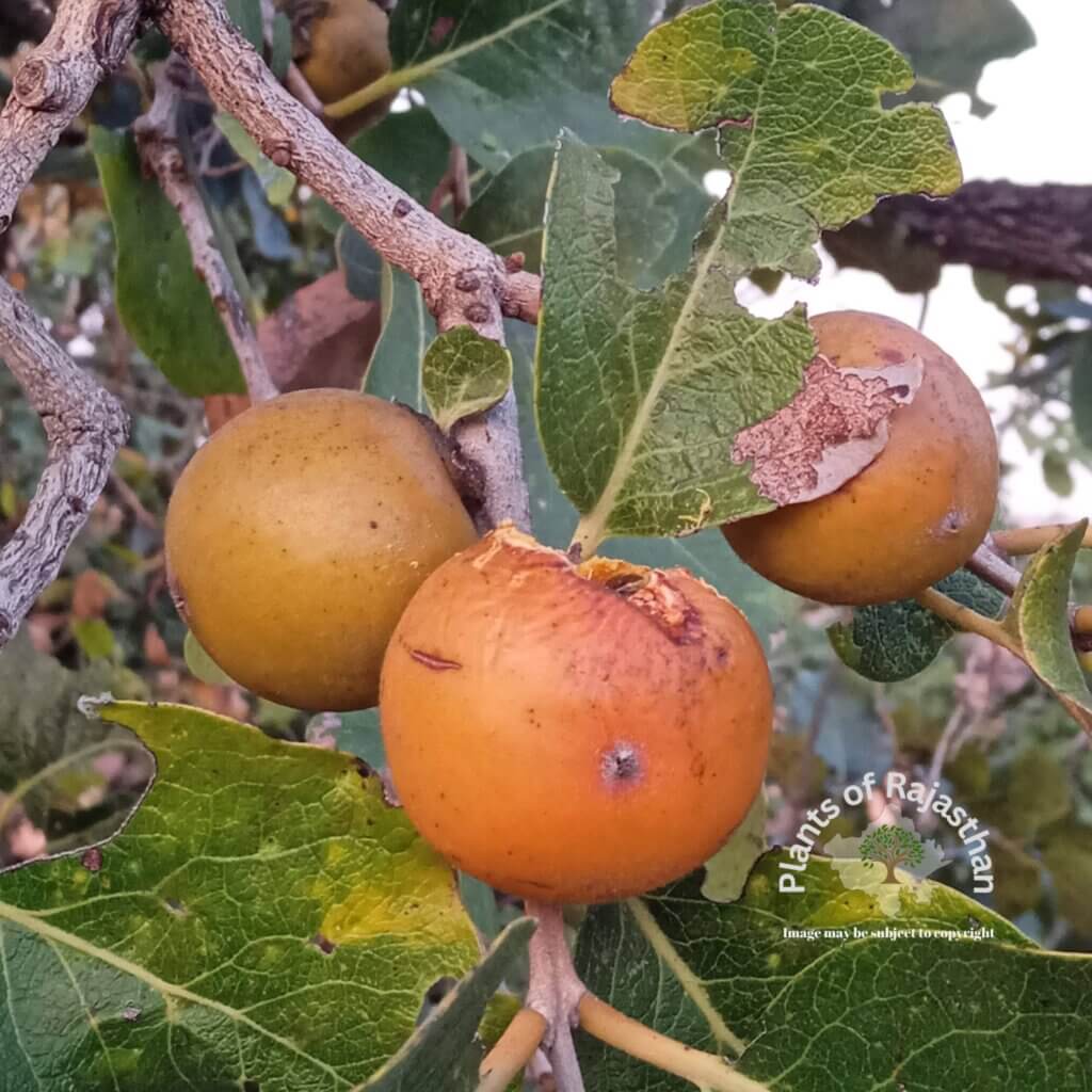 Diospyros melanoxylon Roxb.