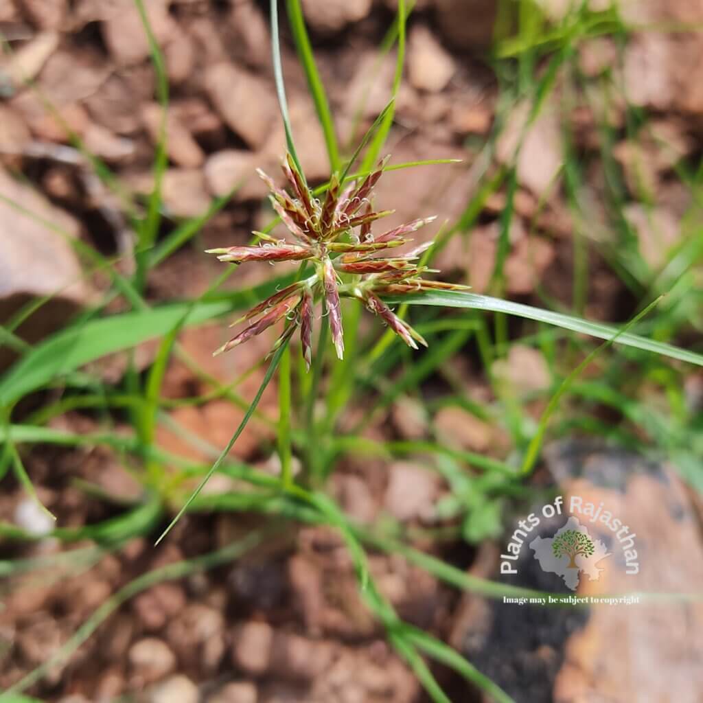 Cyperus amabilis Vahl