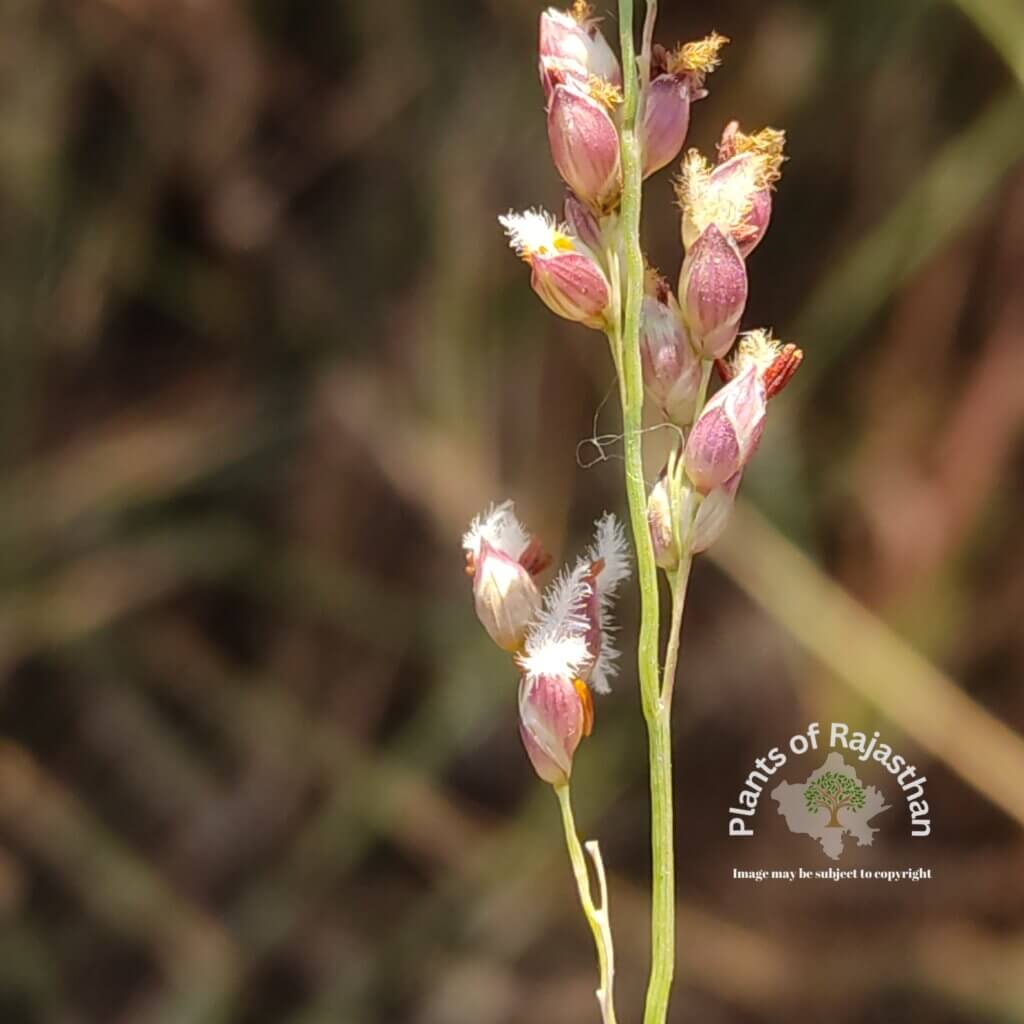 Panicum turgidum Forssk.