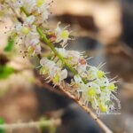 Asparagus racemosus Willd.