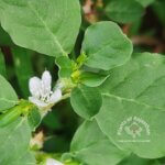 Trianthema portulacastrum L.