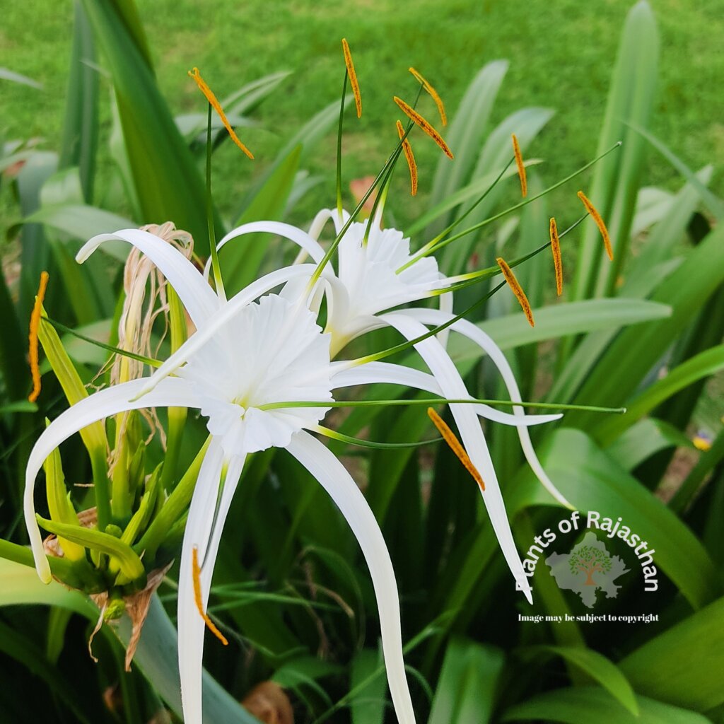 Hymenocallis littoralis
